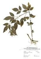 藏品(大花咸豐草)的圖片